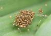 Araneus diadematus